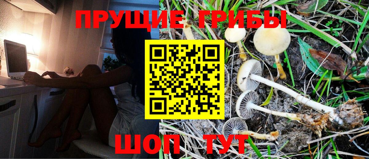 Избербаш  Псилоцибиновые грибы Psilocybine cubensis  Вход с VPN 