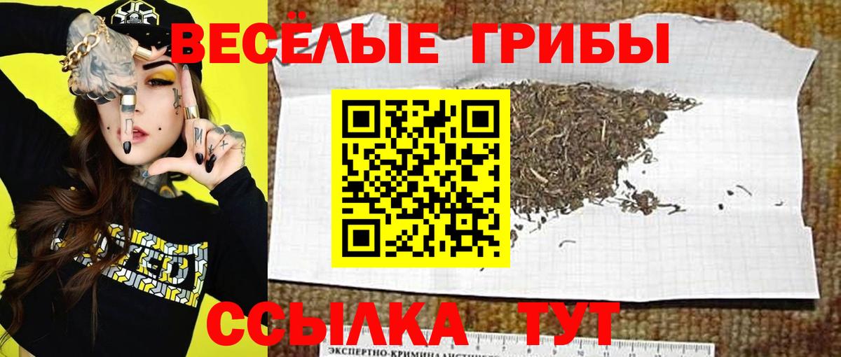 Псилоцибиновые грибы GOLDEN TEACHER Избербаш